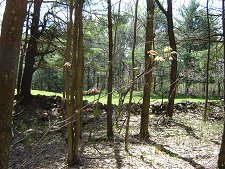 Manor Ridge Trail Charlton Heritage Preservation Trust | Properties | Manor Ridge